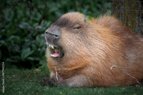Adult Capybara Showing its Teeth