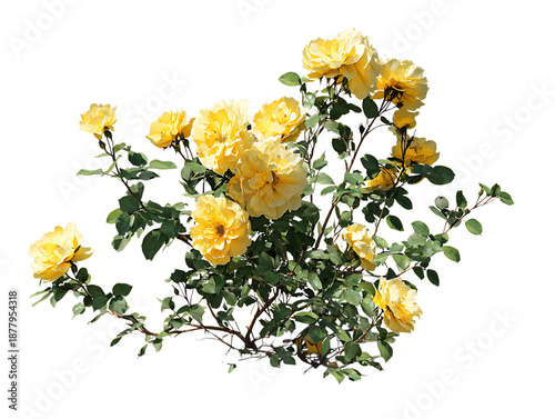 Yellow roses bush isolated on transparent background