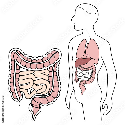 Human digestive system anatomy illustration with intestines liver lungs