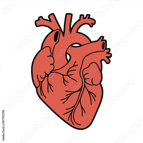 Realistic human heart vector drawing, detailed heart anatomy illustration for medical education, health care branding, biology learning resources, scientific studies and professional graphic design ap