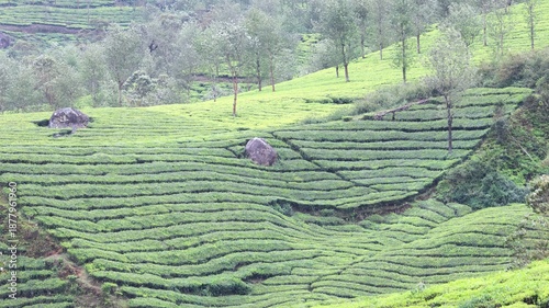 Schilderij op canvas Tea plantations on the hills