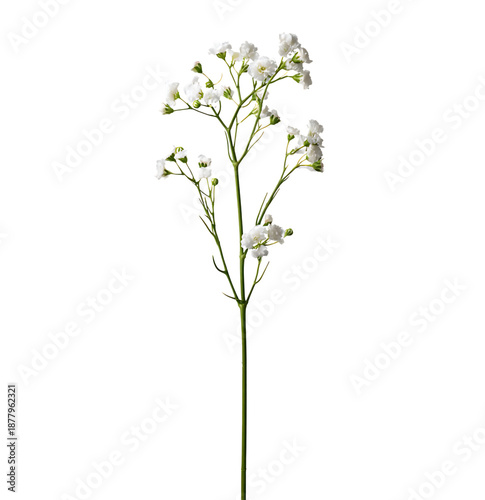 Delicate white gypsophila baby breath flower stem