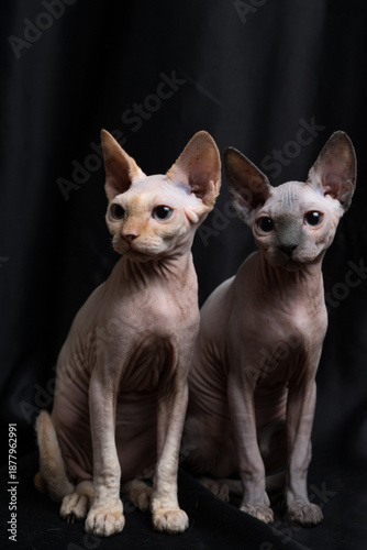 Two cute domestic sphynx cats on a black background.