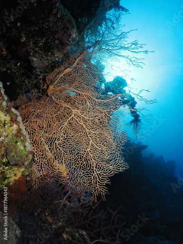 Giant Sea Fan (Annella molis). Taken in Sharm el Sheikh, Egypt. 