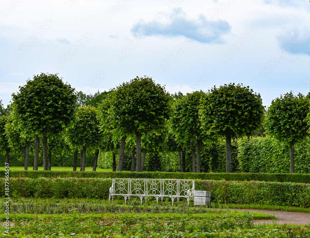 Fototapeta premium Green park garden, fresh air, trees, relaxation, shade, protection