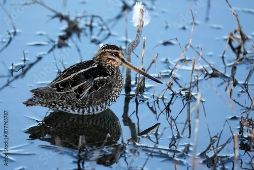 Принти на полотні Wilson's Snipe - New Mexico