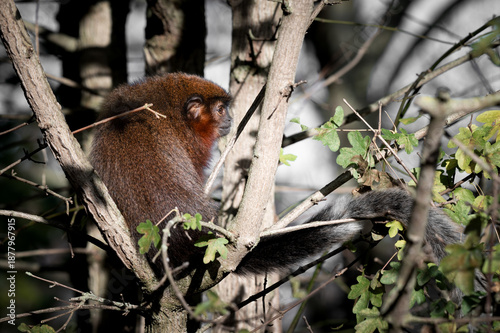 Adult Titi Monkey Sitting in a Tree