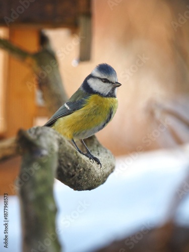 Blue tit (Cyanistes caeruleus) perched on a branch in winter natural environment.