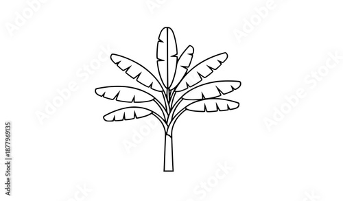 Detailed Banana Tree Line Art Vector Illustration of Tropical Plant