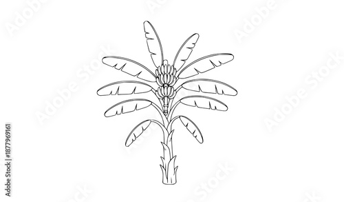 Minimalist Banana Tree Vector Line Art Illustration Tropical Plant