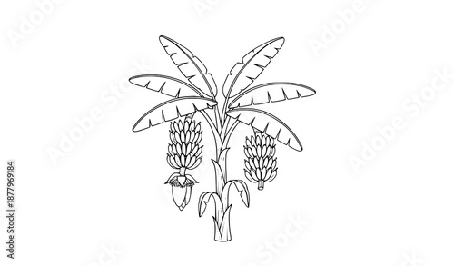 Stylized Banana Tree Tropical Plant Black and White Line Art Vector