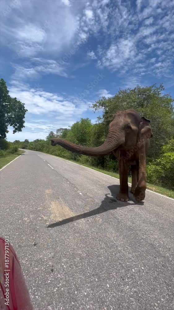 custom made wallpaper toronto digitalElephant Crossing: A Serene Encounter on a Sri Lankan Road