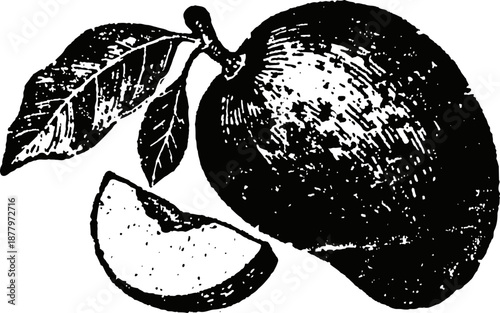 Vintage illustration of ripe mango fruit with leaf and sliced piece on white background