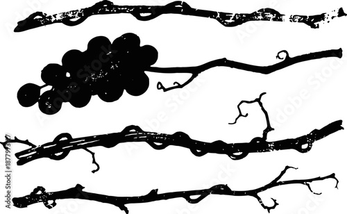 Grapevine silhouette with grape cluster and bare twisted branches illustration