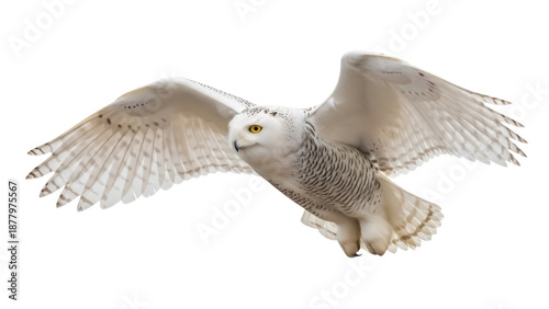 Majestic snowy owl flying isolated PNG on transparent background, beautiful white bird of prey with yellow eyes and outstretched wings