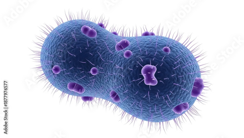 Photography Dividing bacteria cell PNG isolated on transparent background, microbiology path