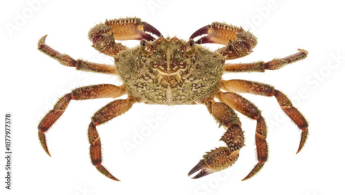 Tableau sur toile Spiny spider crab isolated PNG on transparent background, marine animal with lon