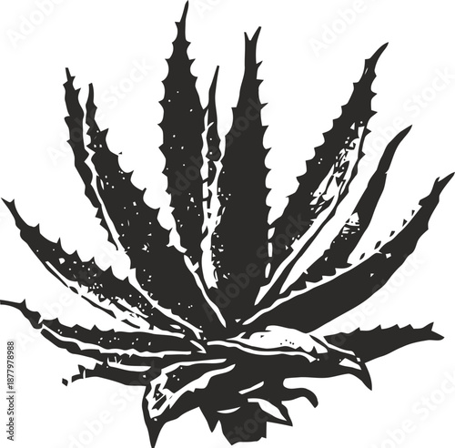 Agave plant illustration with spiky leaves and textured shading in monochrome