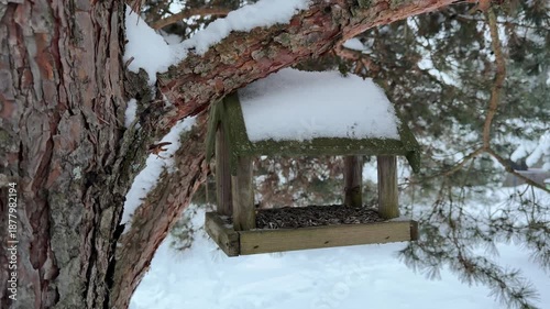 Wooden Bird Feeder Hanging on Pine Tree in Winter