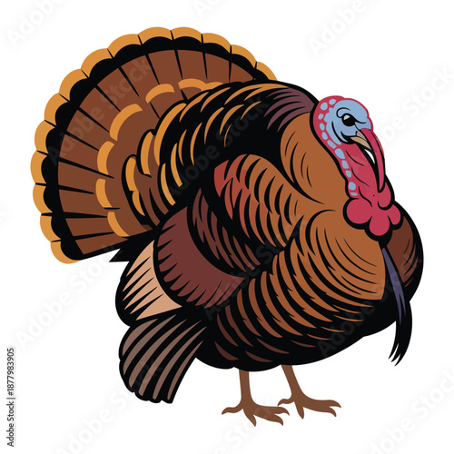 turkey vector illustration