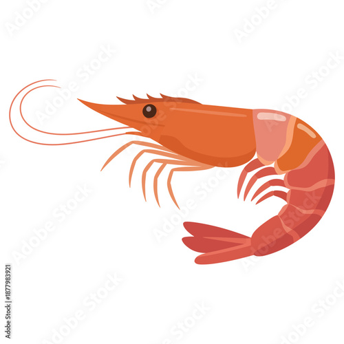 shrimp vector illustration