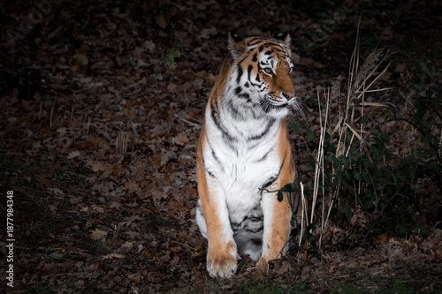 Amur Tiger Sitting on Grass and Autumn Leaves
