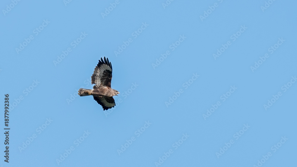 Obraz premium Large Buzzard Flying in the Sky