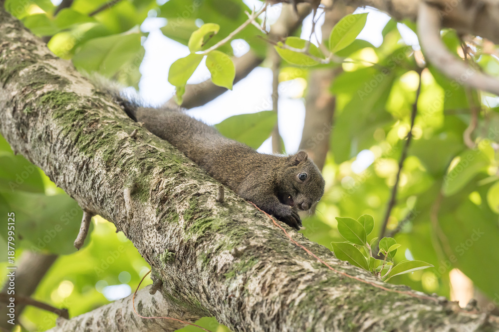 Obraz premium A Red-bellied squirrel (callosciurus erythraeus) on the tree.