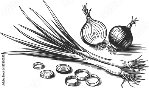 Fresh Green Onions Hand Drawn Vegetable Illustration.