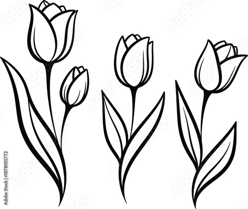 St david's day tulips in bloom celebrating welsh heritage and culture