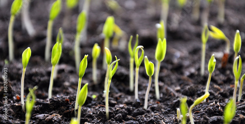Stairs sweet pepper seedlings