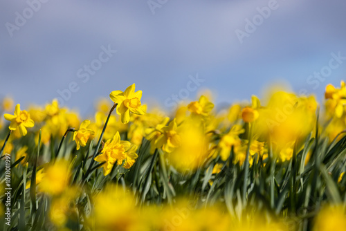 Pretty daffodils growing on a Pembrokeshire farm in springtime, with selective focus