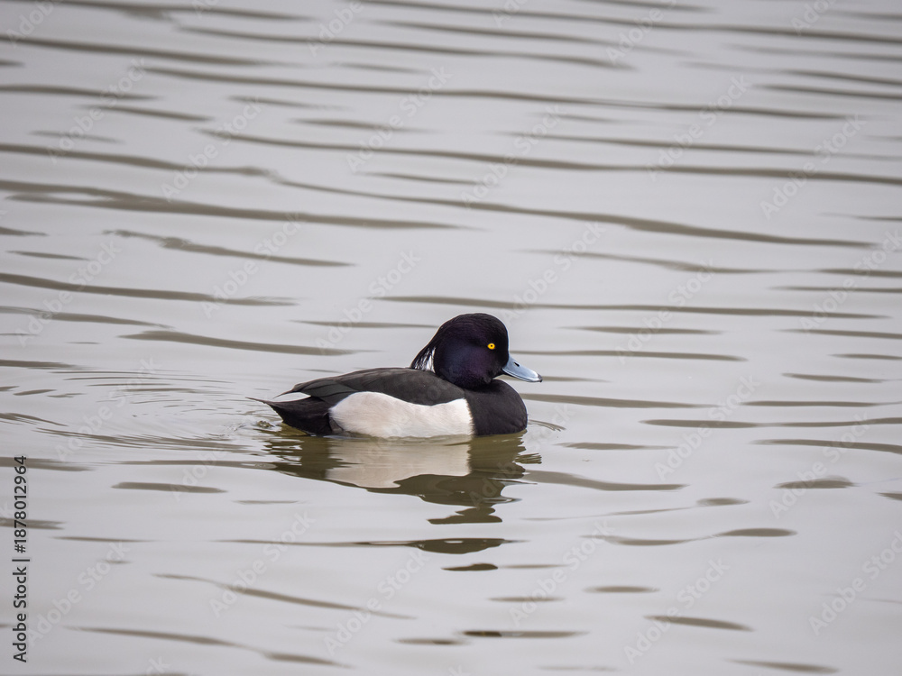 Fototapeta premium A Tufted Duck Swimming in a Lake