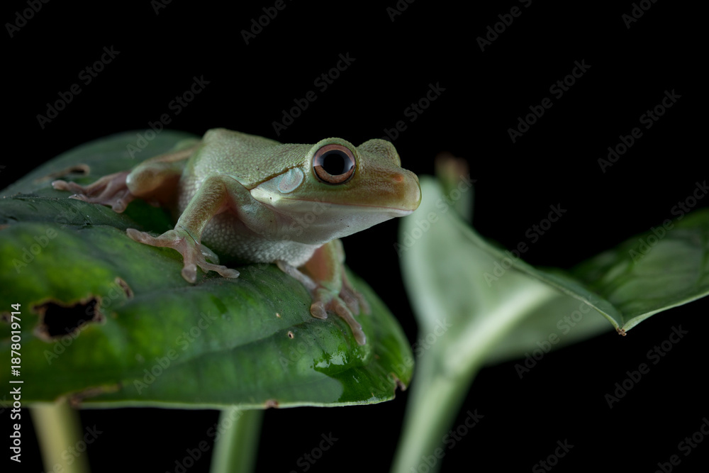 Obraz premium Juvenile White-lipped tree frog (Litoria infrafrenata) on green leaves, white-lipped tree frog (Litoria infrafrenata) closeup branch, Indonesian rainforest tree frog