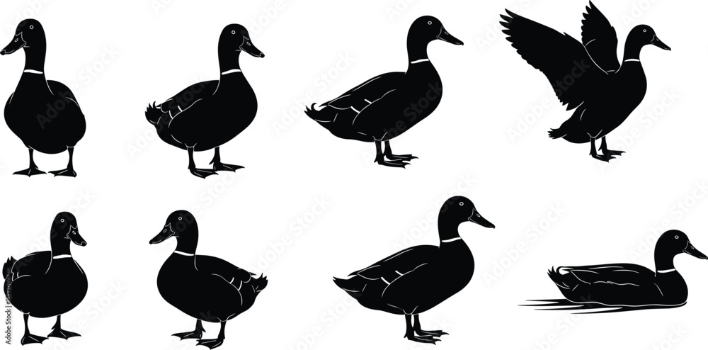 Fototapeta premium Duck silhouette vector set, black and white bird poses, standing, walking, swimming, flapping wings, wildlife illustration, editable design, avian icon pack