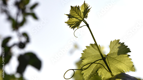 grape leaves. Fresh Green Grape Leaf. grapevine, tender young leaf. green vine leaves. growing in the garden, close-up, place for text. in spring and summer, isolated on white natural background