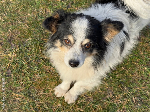 Adorable dog lying in the grass.