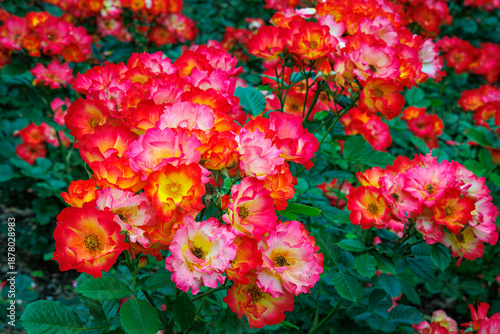 Tablou pe pânză Miniature shrub rose 'Summer of Love', robust bedding rose, ground cover rose wi
