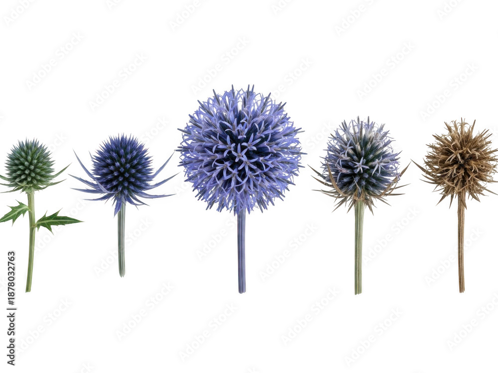 Fototapeta premium Series of blue ECHINOPS flowers isolated on transparent background