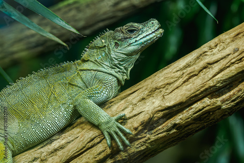 Photos A Moluccan agama resting on a log.