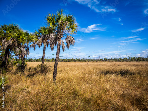 Summer dry prairie at T. Mabry Carlton Jr Memorial Reserve in Sarasota County Florida USA