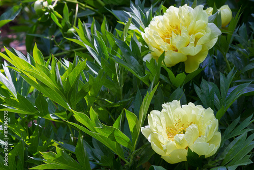 Two yellow peony in close-up. Yellow garden flowers.