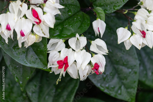 Bleeding Heart Vine – Tropical ornamental flower