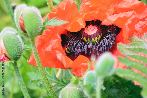 garden flowers, poppies, lupines, and wildflowers among them