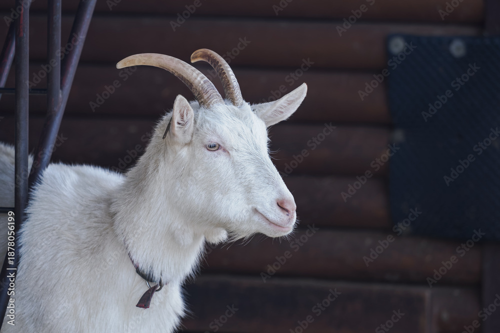 Obraz premium A white goat on a farm outside in an enclosure. 