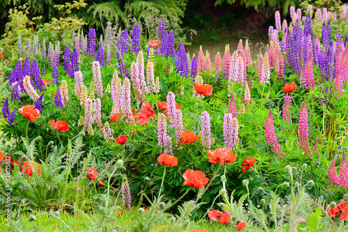 garden flowers, poppies, lupines, and wildflowers among them