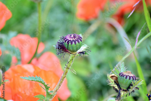 garden flowers, poppies, lupines, and wildflowers among them