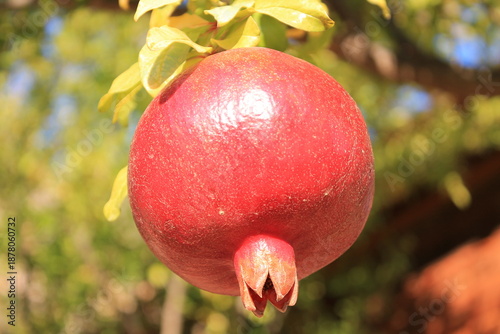 Bilde på lerret Pomegranate fruits on the autumn dry leaves fall from tree
