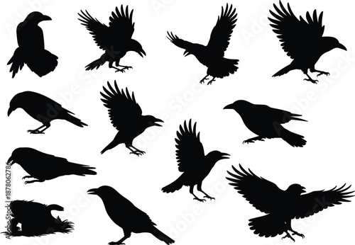 Black crow silhouettes collection showing flying standing landing poses isolated on white background wild bird animal vector illustration raven corvid wildlife design set