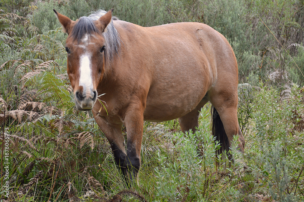 Fototapeta premium horse grazing in a field